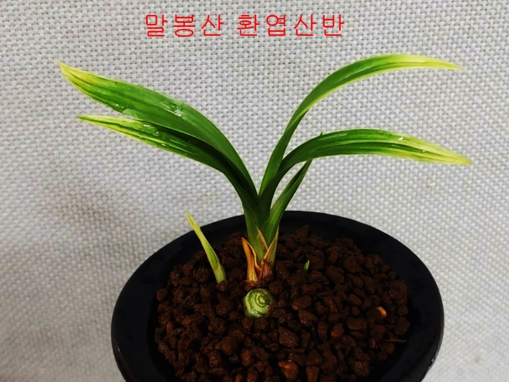 특가 말봉산반