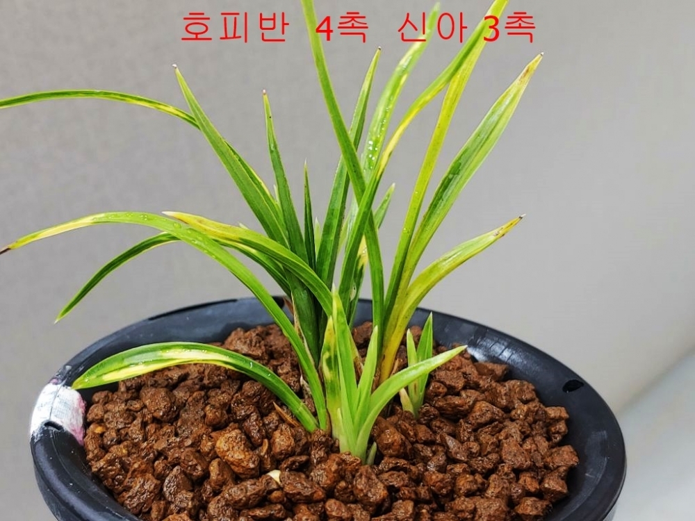 여름  특가