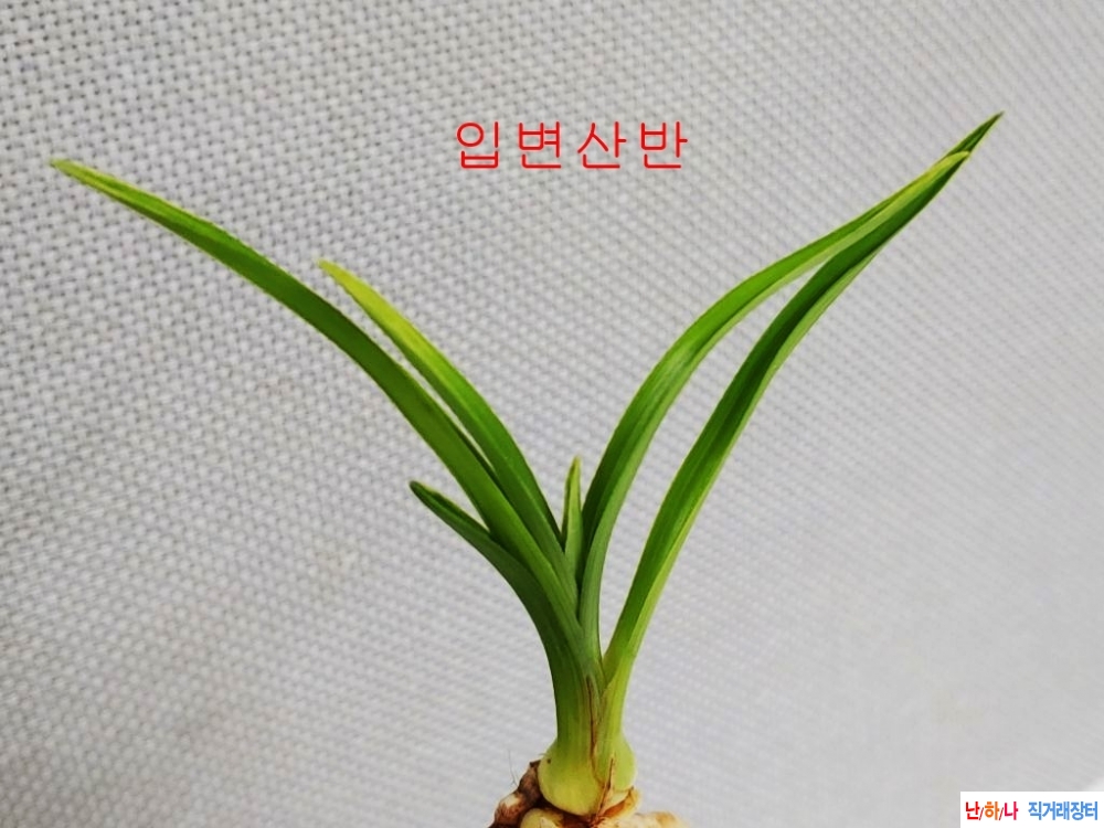 특 산반