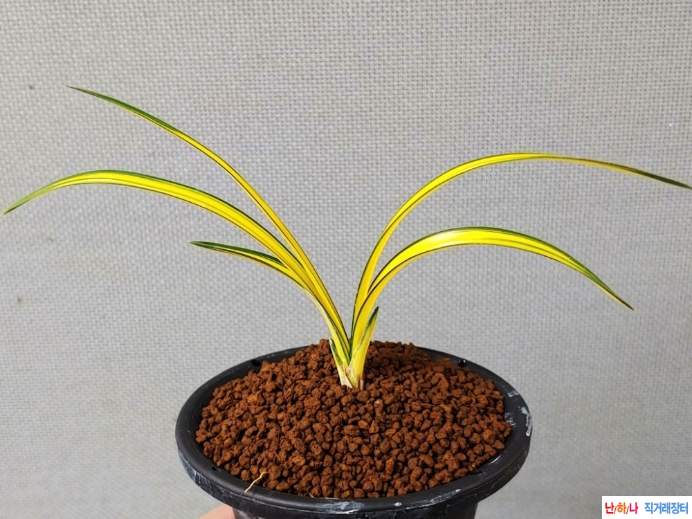 무명  극황중투