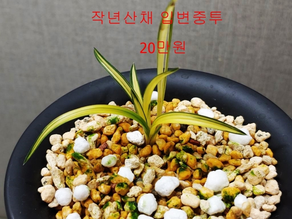 입변중투