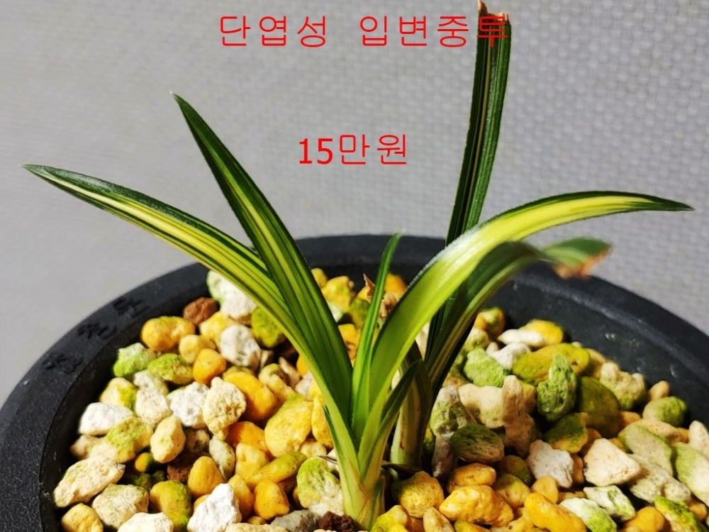 좋은종자
