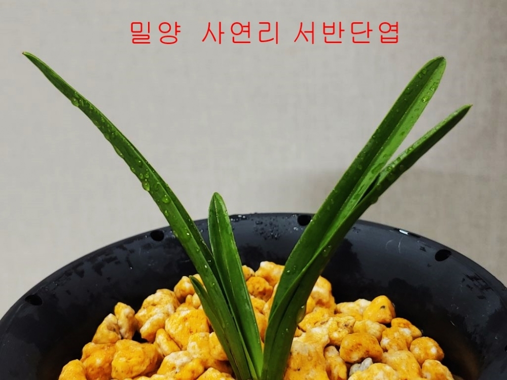 밀양 서반단엽