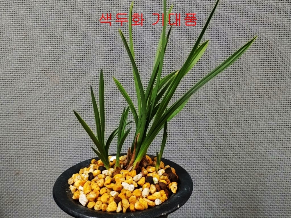 [기대품]