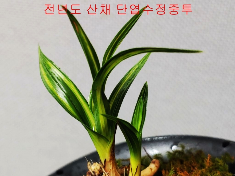 특가 단엽중투