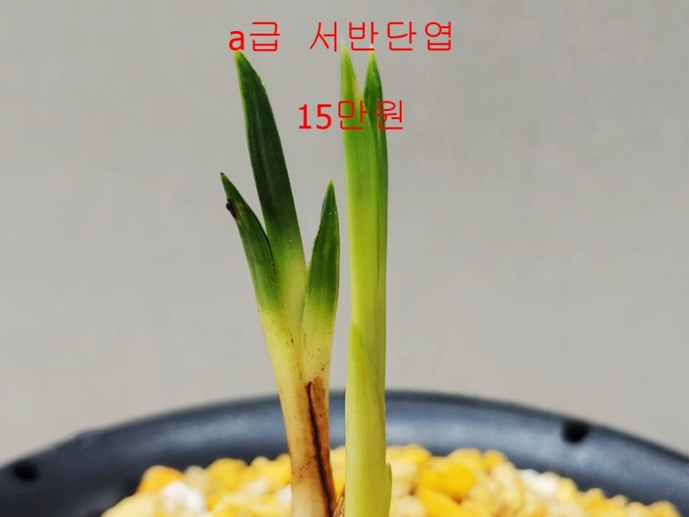 [주말특가]