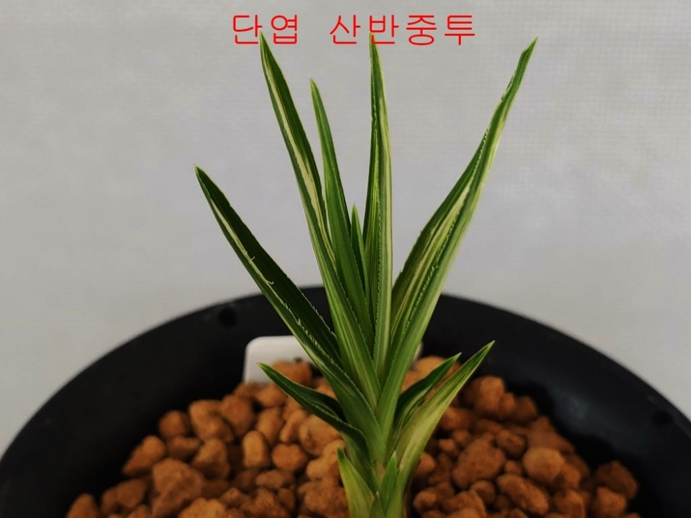 단엽  산반중투