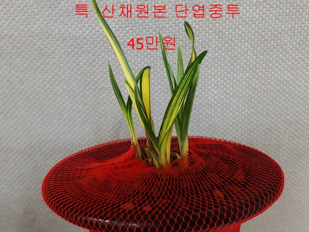 찬스 단엽중투