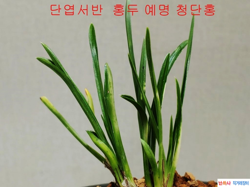 [특 홍두]