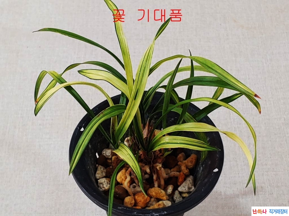 특가품