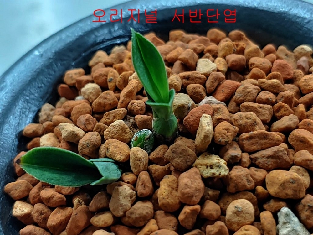 라사지  서반단엽