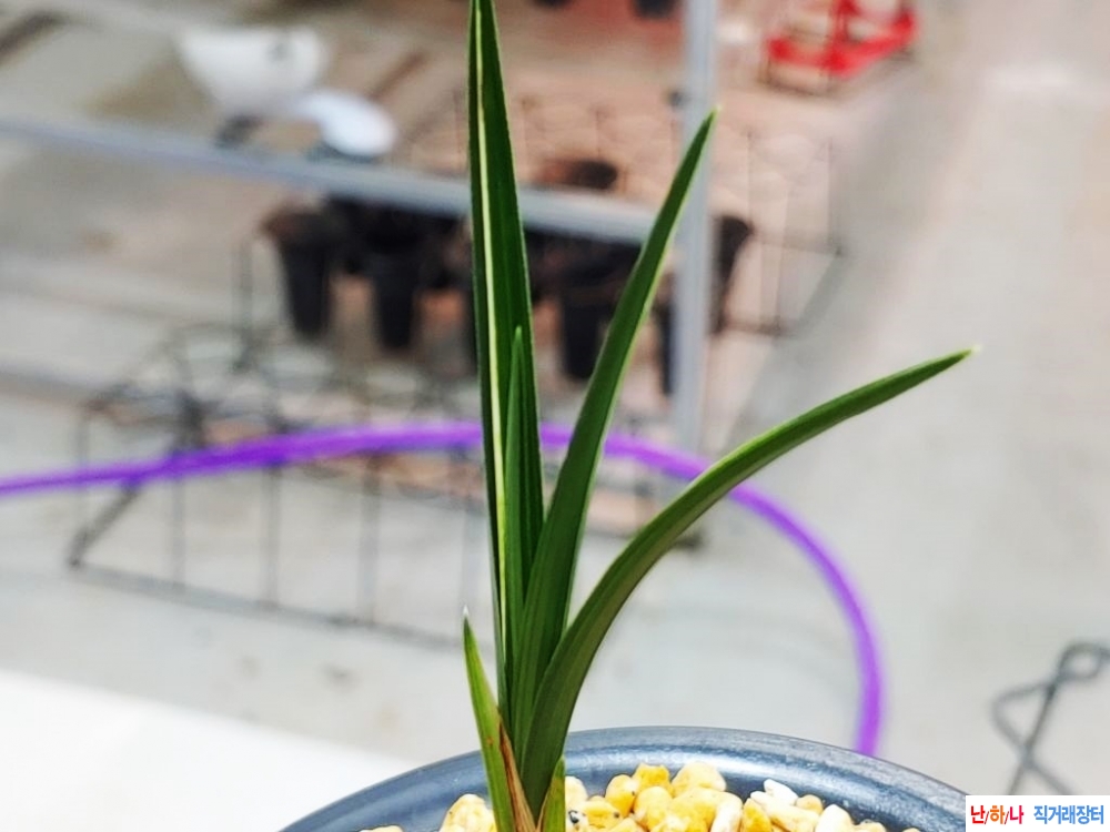 장단엽호