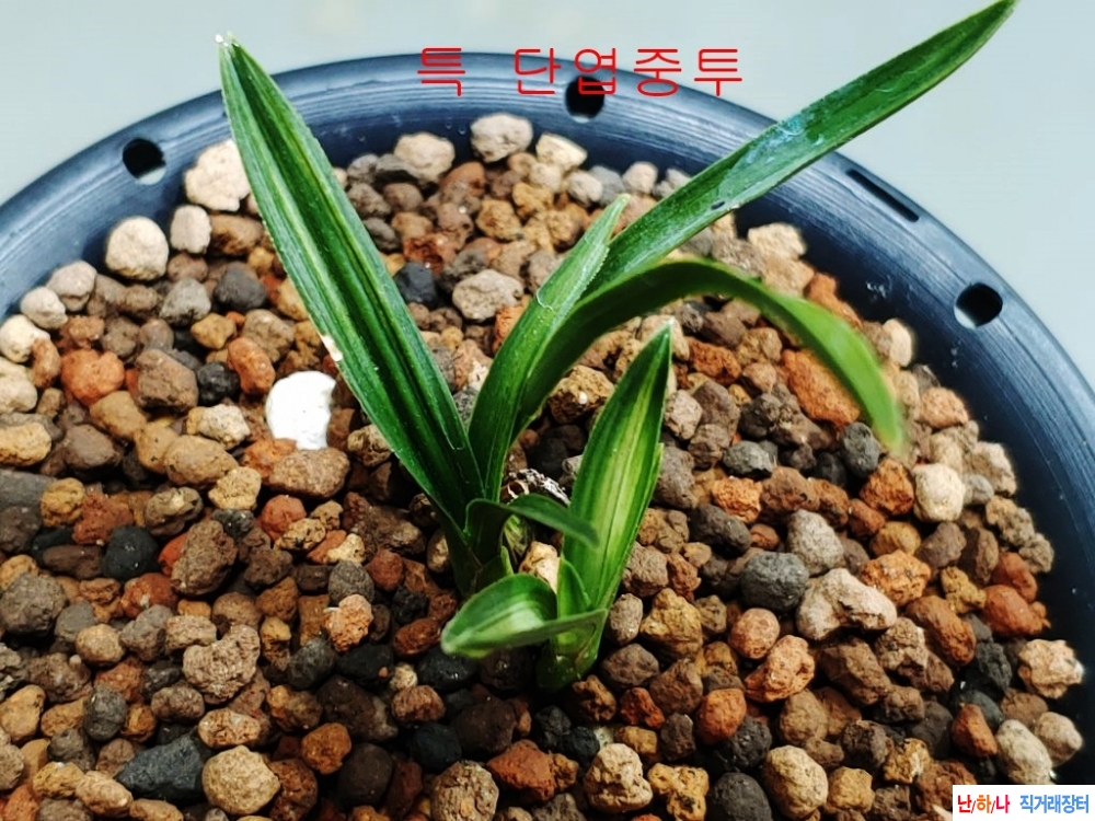 단엽중투