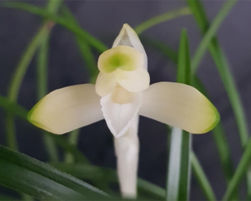 무명,,백화,,소심