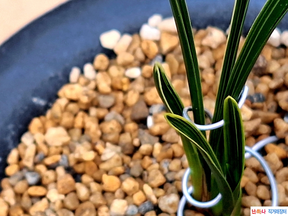 두화기대입변복륜