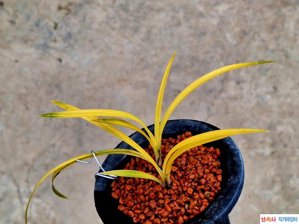 오렌지입변서반