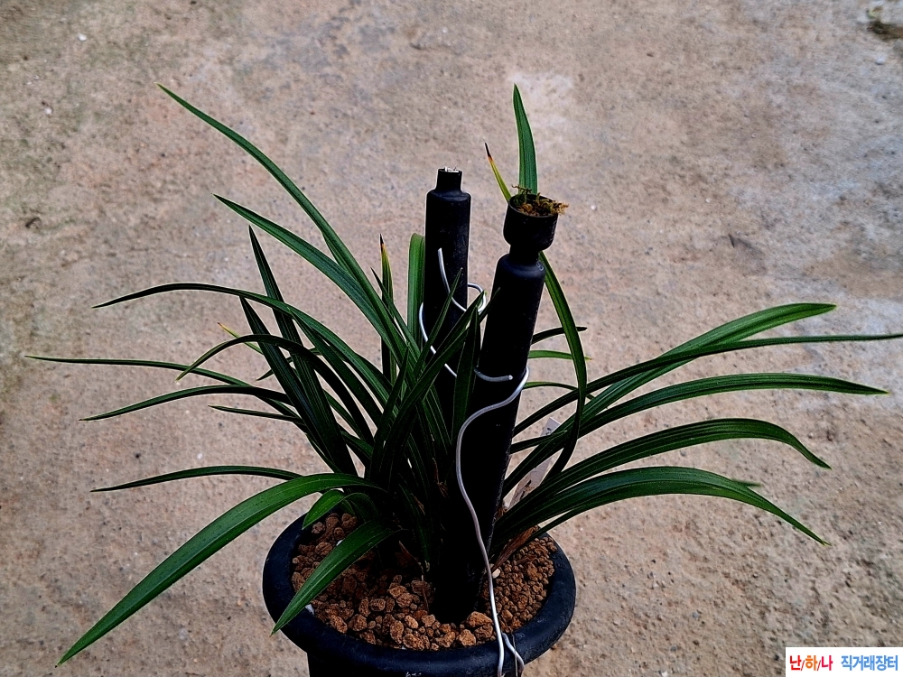 초세좋은 색기대입변?