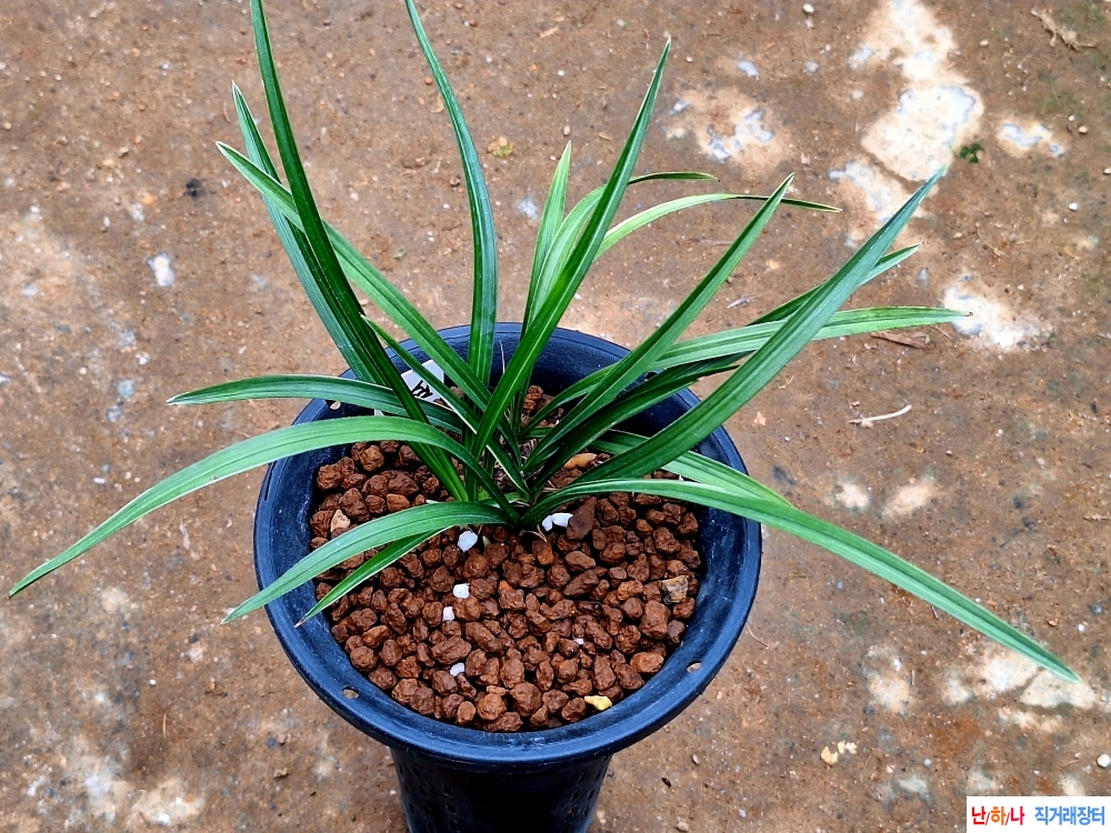 소심에서터져나온호