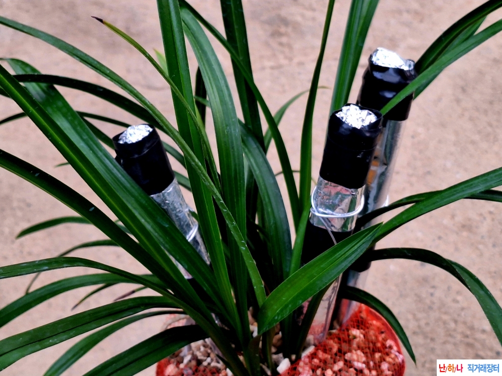 초광엽입변소심