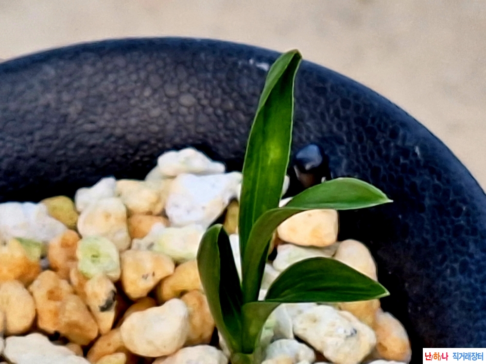 단엽두화변서반