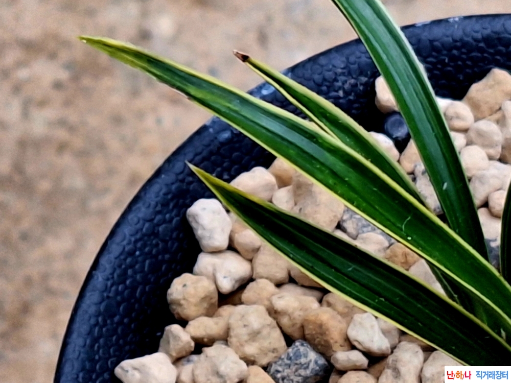 단엽성극황산반복륜