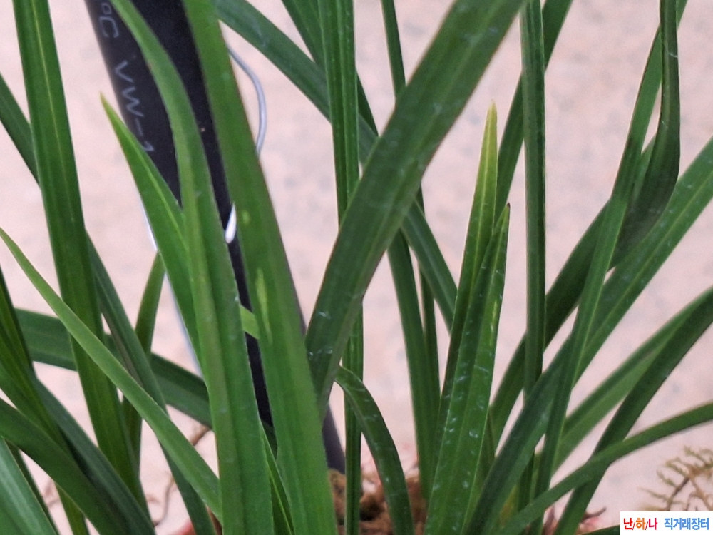 입변서반물색기대소심