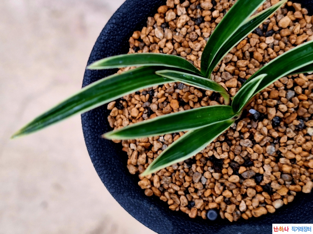 두화변입변복륜