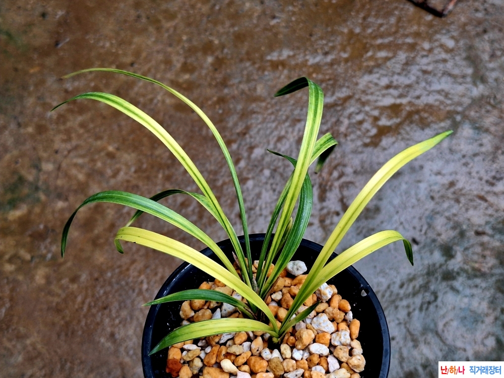 개나리색서반중투