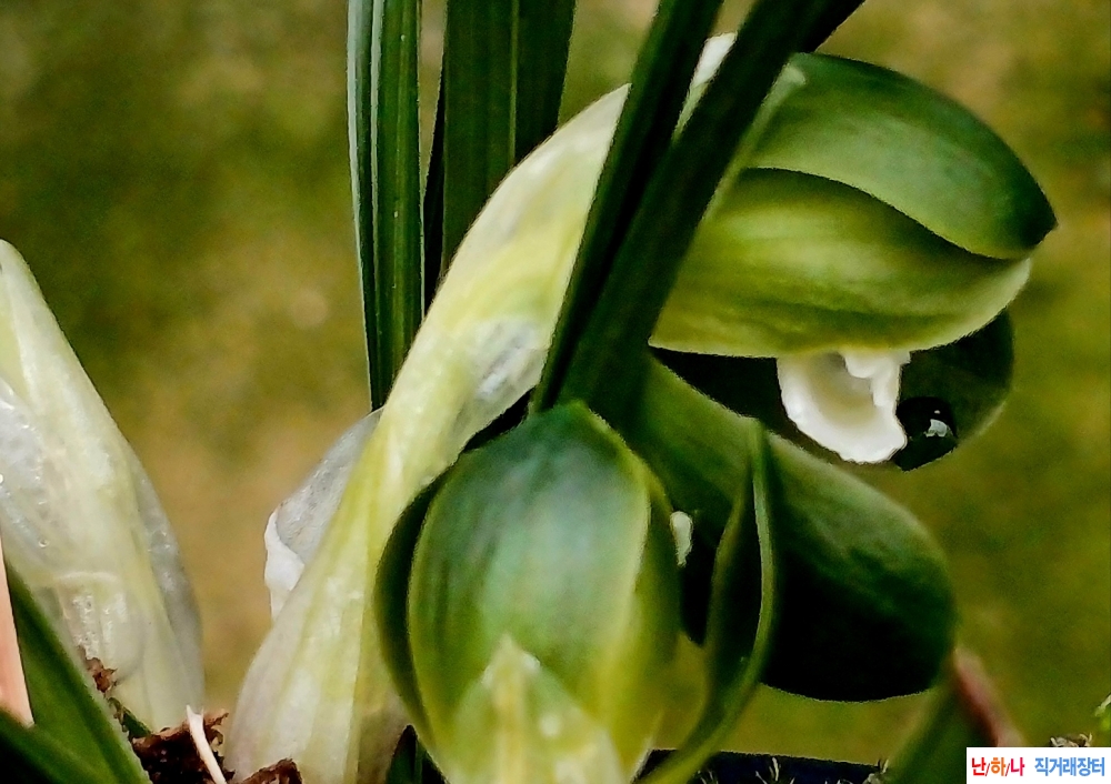 두화성산반소심