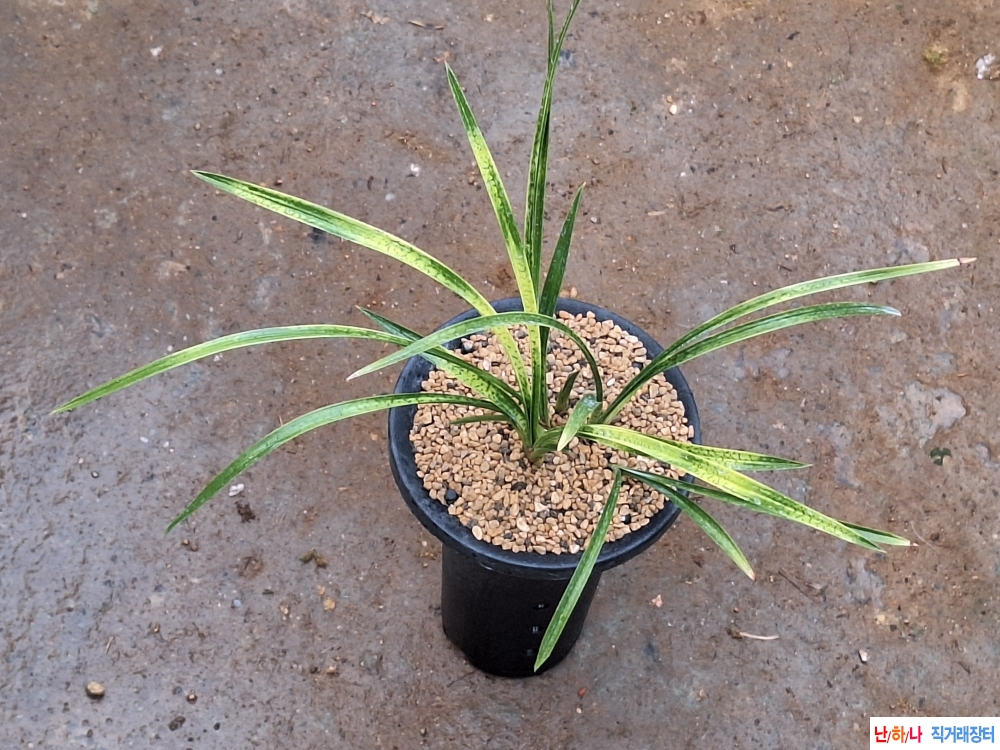 엽성황서반사피