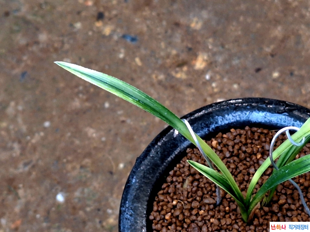 단엽성서반산반의조화