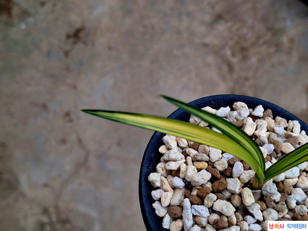 변빵입변황중투