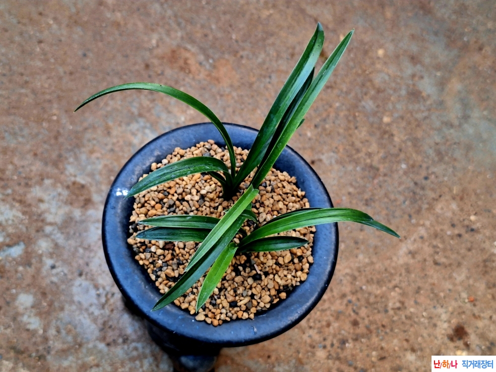 산출홍두기대(홍서반)