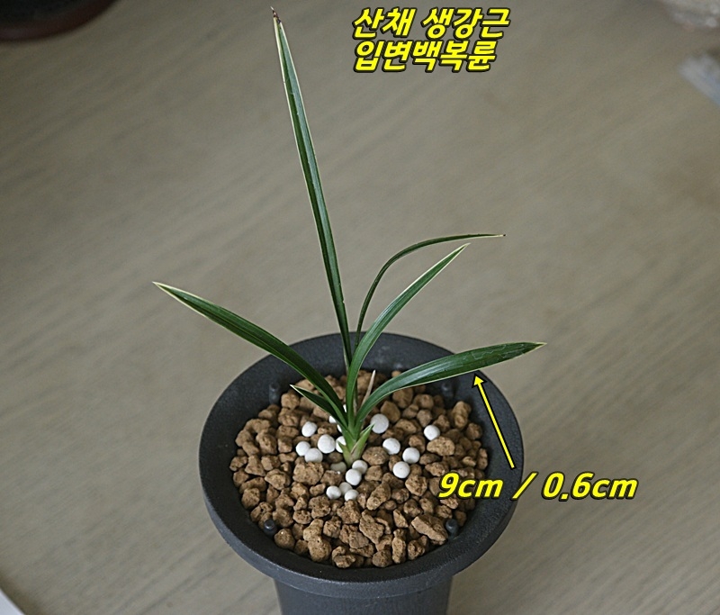 진주 산채 춣발 입변백?