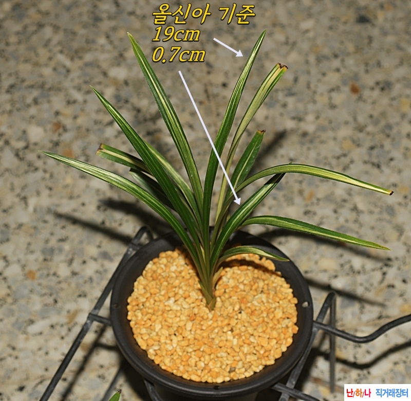 에이스 취록 입엽산반중투