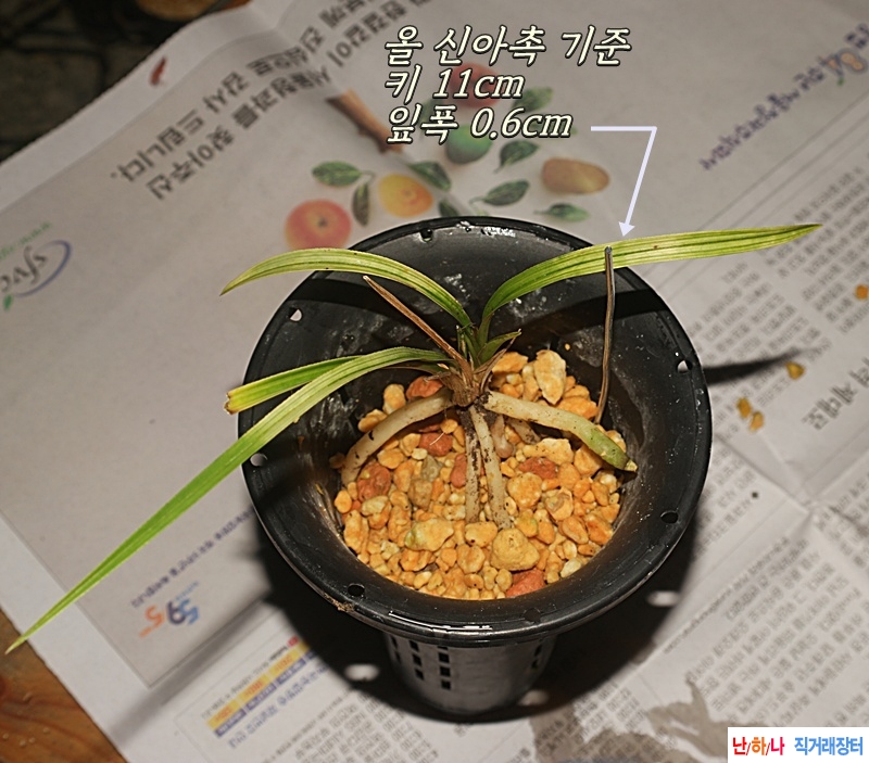 진주 사봉 산채 아주 개성있는?