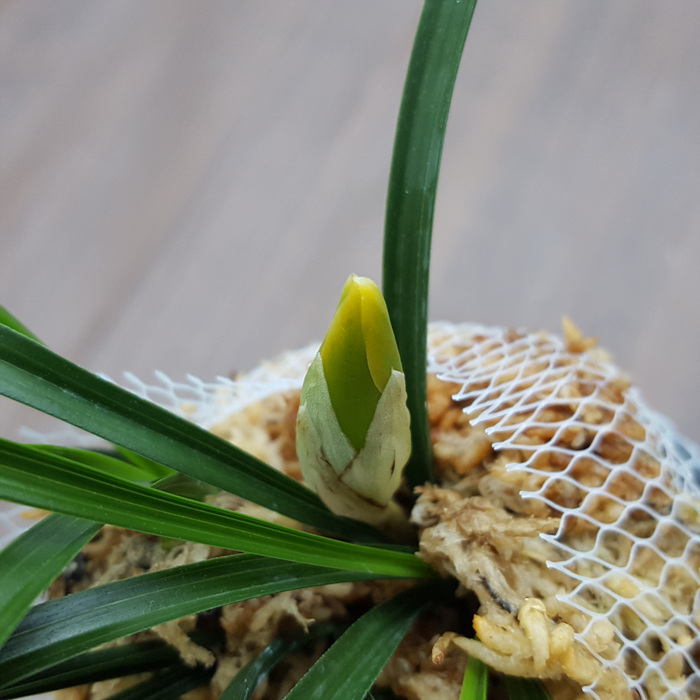 무명,,복색,,소심