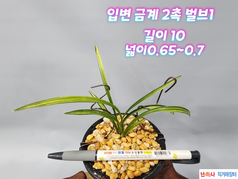 @@@입변 금계 ~ 우수 종?