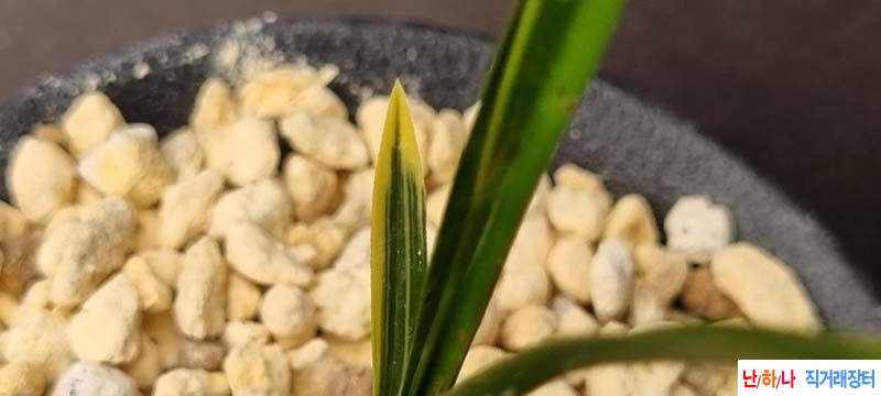 특급 황산반 복륜