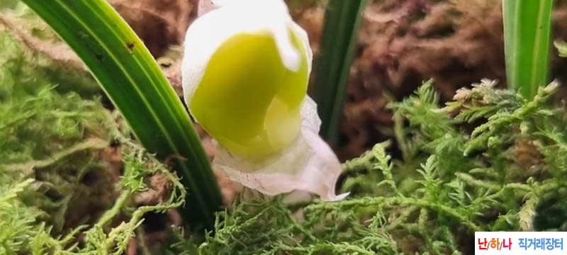 반물소심 색기대주 꽃1?