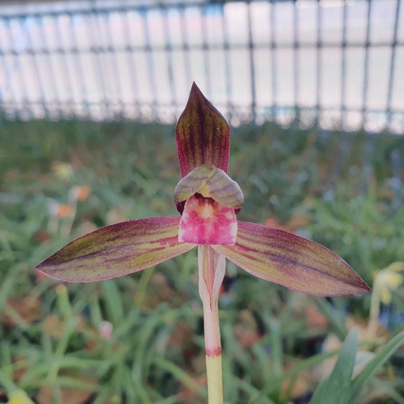 수채,,색설,,자화