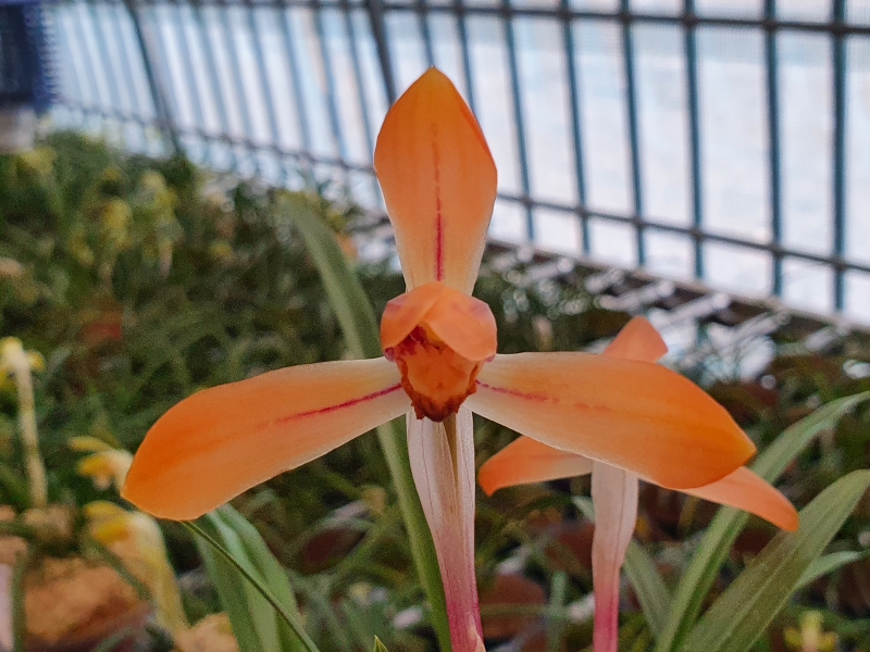 무명특급 대륜홍화(꽃?