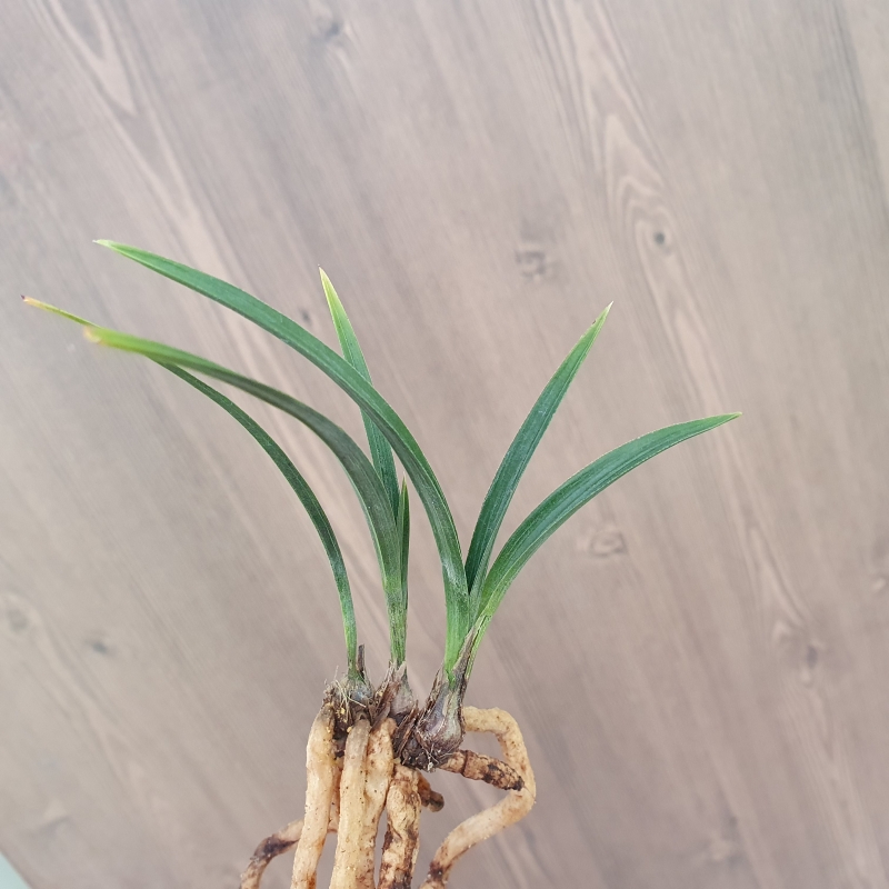 단엽,,서반물,,산반