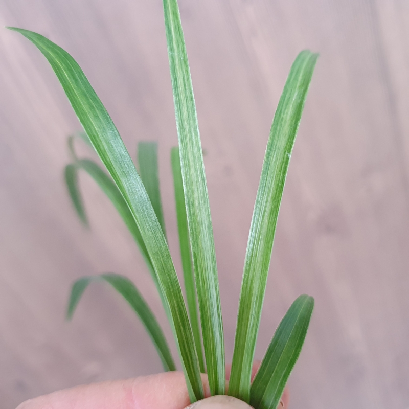 환엽,,전면산반,,녹호?