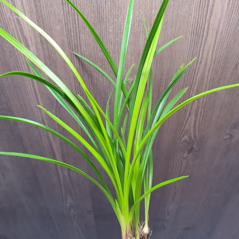 화근없는,,맑은,,황서