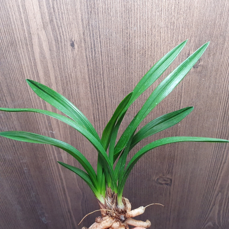 단엽,,소멸성,,호