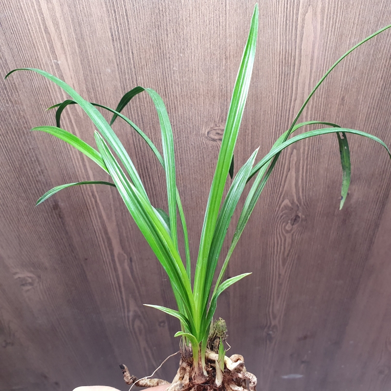 산출그대로,,환엽,,산?