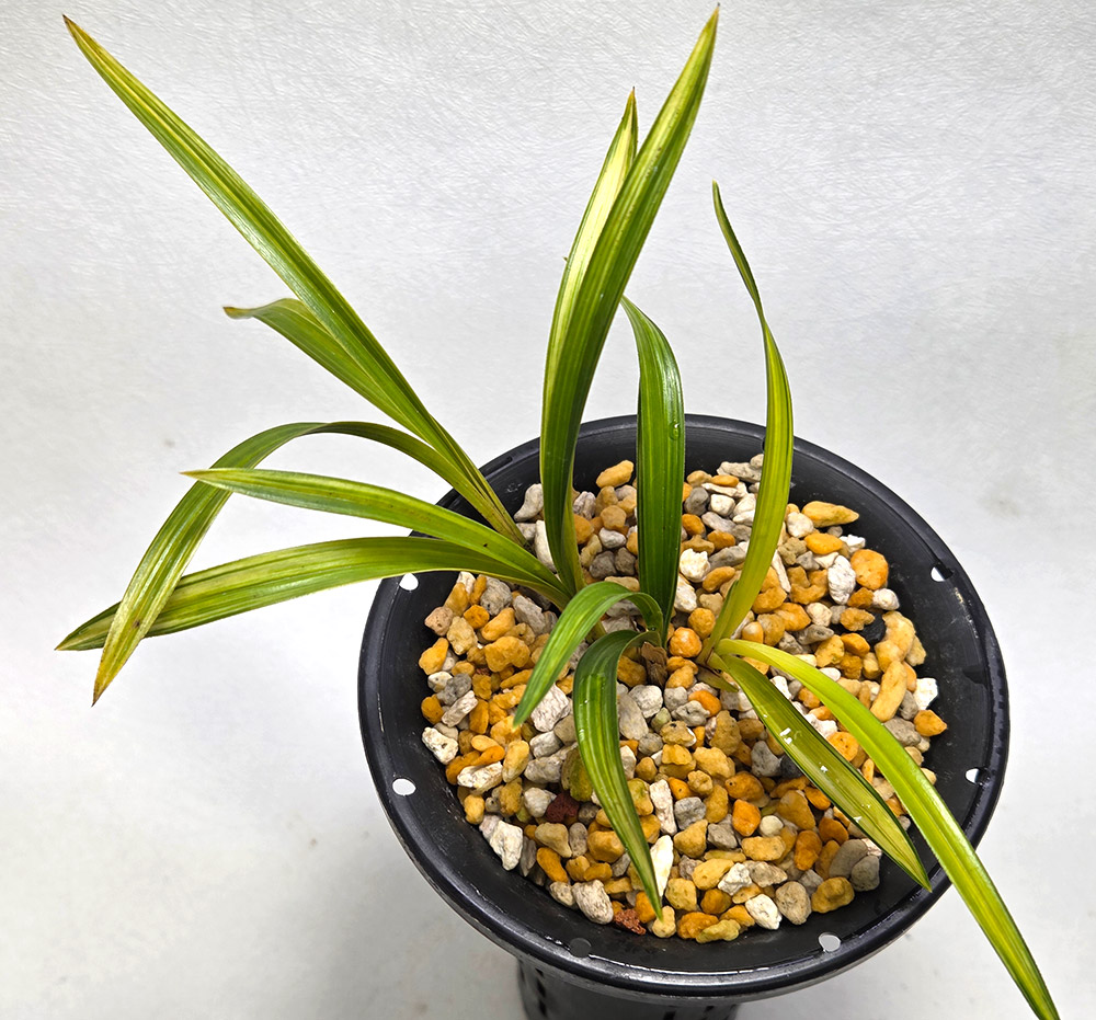 산채 출발의 산반 중투?