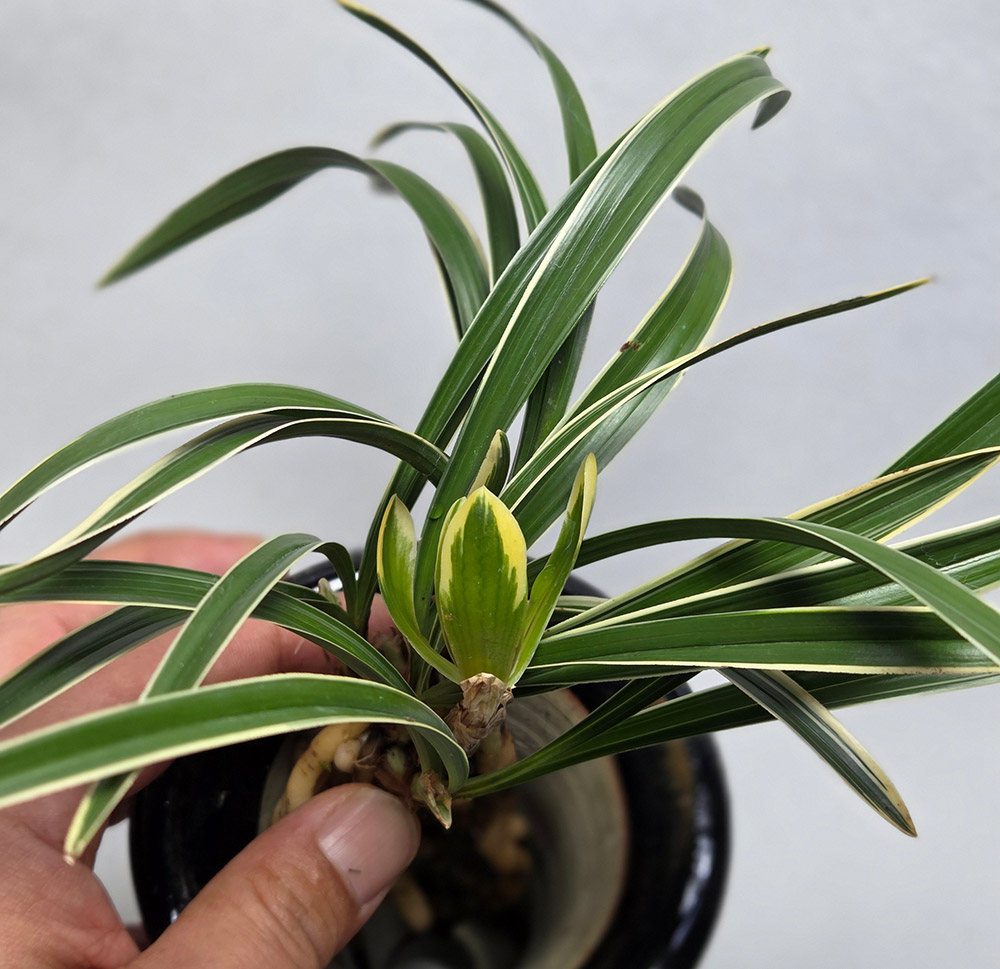 화형 복륜화 분주 1번