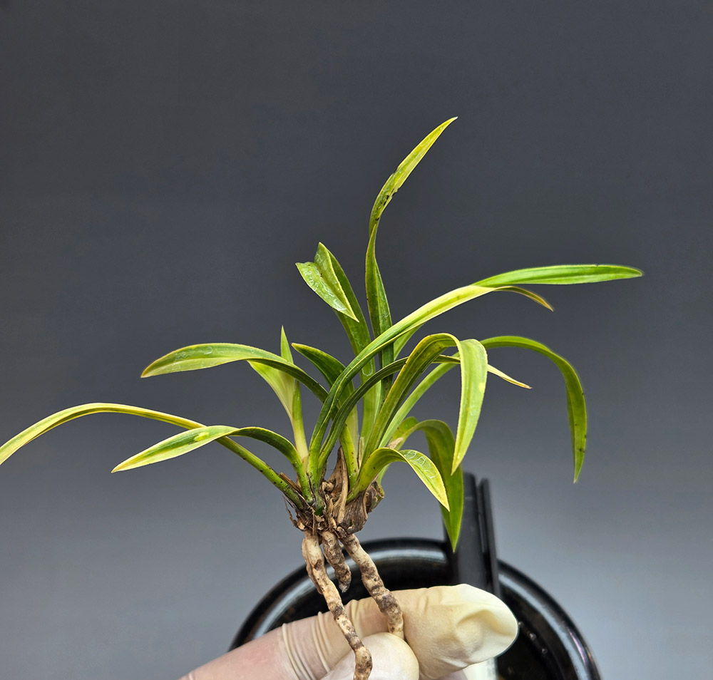 단단한 입변 서반